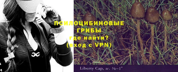 прущие грибы Вязьма